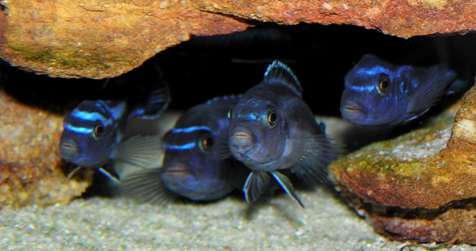 Mbuna, Lago Niassa, Mozambique by MidgleyDJ, Wikipedia