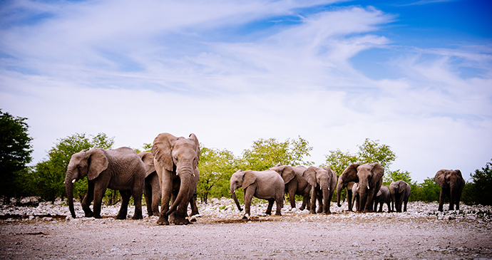 Elephants in Etosha by Fotographie Kuhlmann, Shutterstock