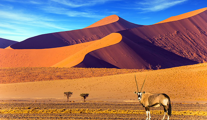 oryx, Namib desert, Namibia by Kavram, Shutterstock