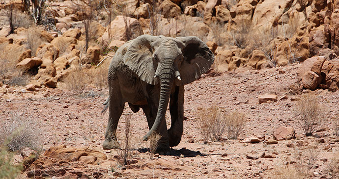 Elephant Damaraland Kunene desert Namibia by Namibia Tourism