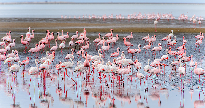 Walvis Bay Namibia by Anton Ivanov, Shutterstock