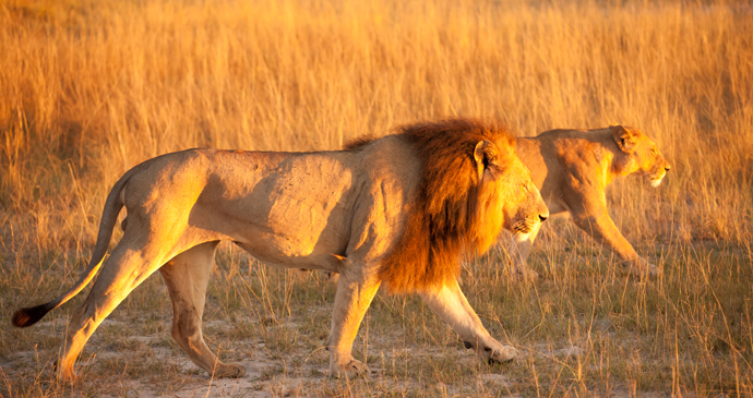 Lions Botswana by nicolas poizot, Shutterstock