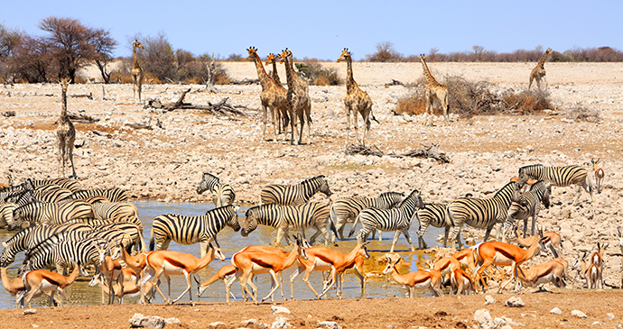 Etosha National Park Namibia by Paula French, Shutterstock