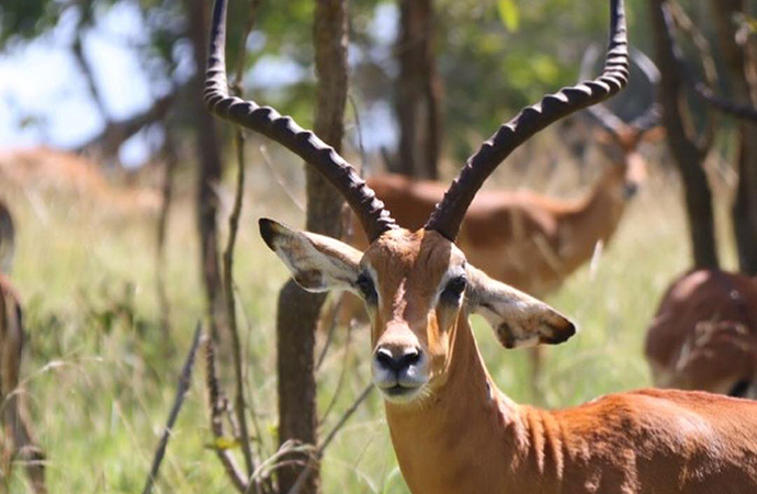 Male impala by Jean-Marie Kagaba Twambaze