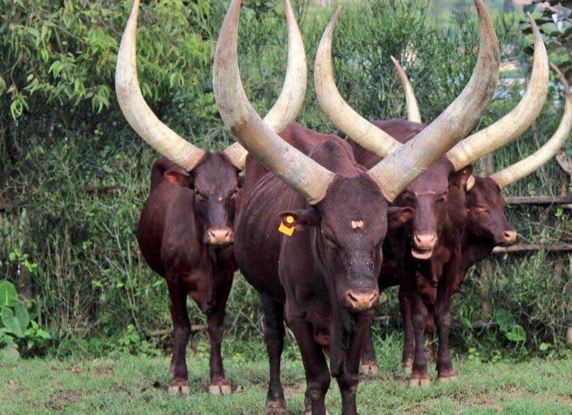 Ankole Cattle by Jean-Marie Kagaba Twambaze