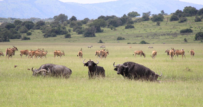 Buffalo and common eland by Jean-Marie Kagaba Twambaze