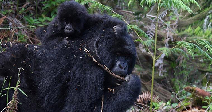 Mountain gorillas by Jean-Marie Kagaba Twambaze