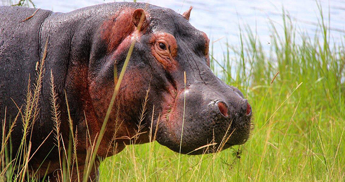 Hippo by Jean-Marie Kagaba Twambaze