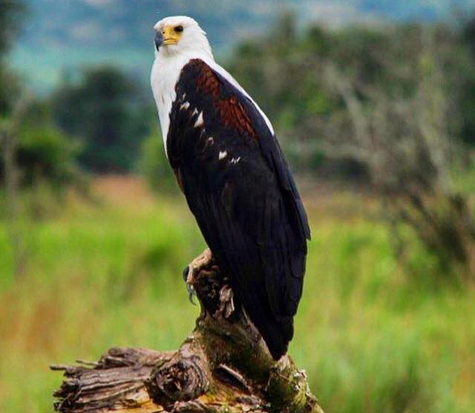 Fish eagle by Jean-Marie Kagaba Twambaze