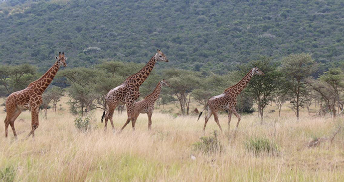 Maasai giraffes by Jean-Marie Kagaba Twambaze