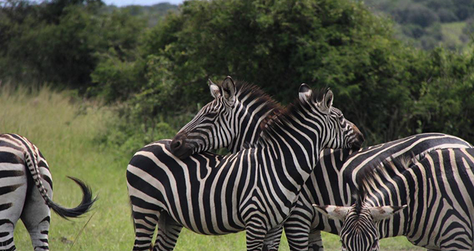 Zebra by Jean-Marie Kagaba Twambaze