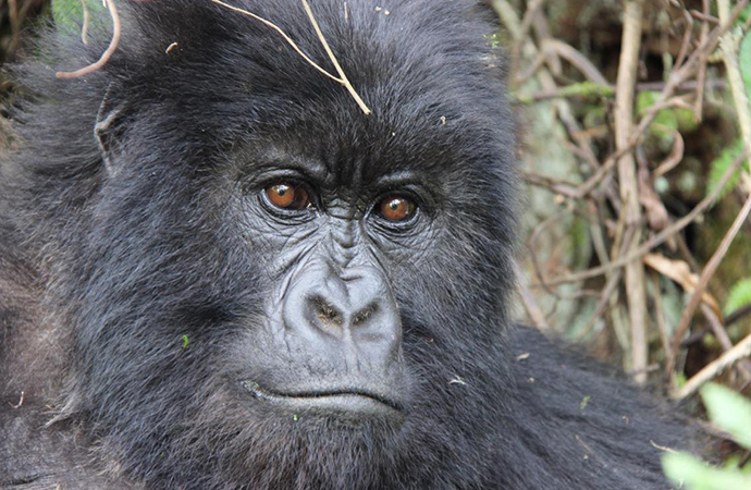 Mountain gorilla by Jean-Marie Kagaba Twambaze