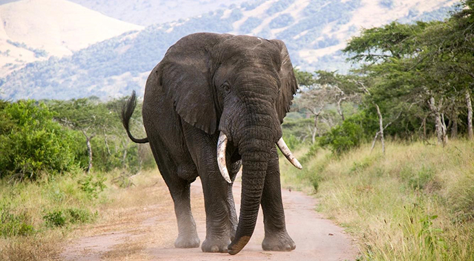 African elephant Rwanda by Jean-Marie Kagaba Twambaze