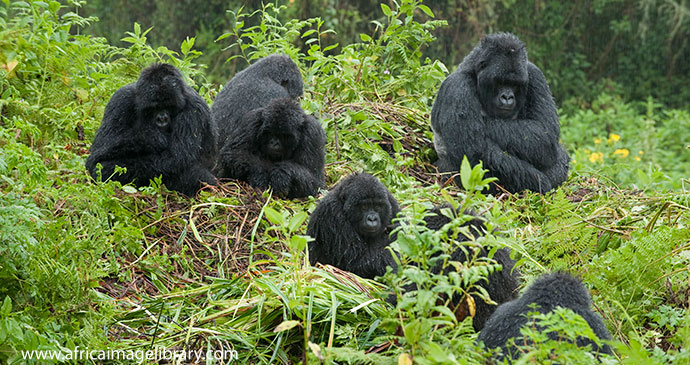 Mountain gorillas in Volcanoes National Park © Ariadne Van Zandbergen