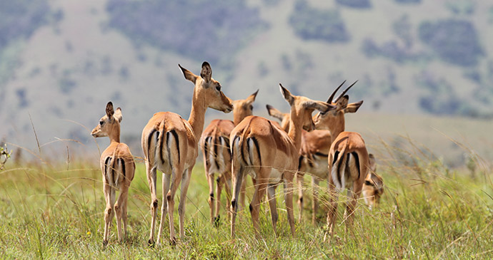 Impala in Akagera, Rwanda by © Sarah hall, Akagera Management Company