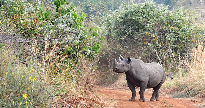 Rhino in Akagera,Rwanda by Stuart-Slabbard, Akagera Management Company