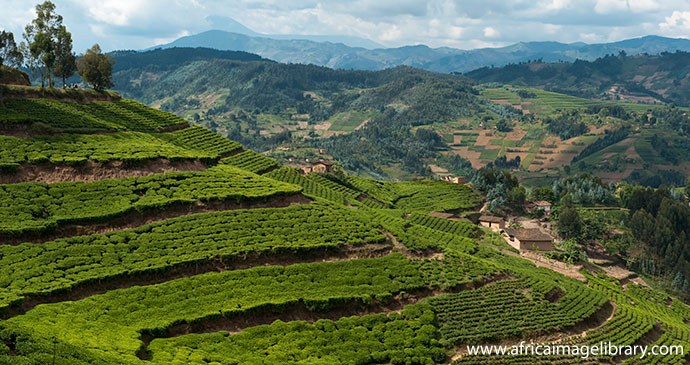 Tea crops, food and drink in Rwanda by Ariadne Van Zandbergen, Africa Image Library