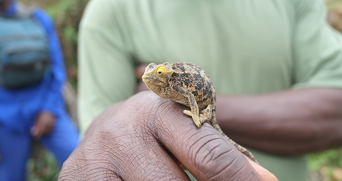 Chameleon in Rwanda © PhotogrphyNomad, Shutterstock