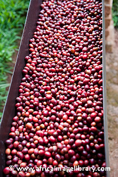 Coffee beans, food and drink in Rwanda by ©Ariadne Van Zandbergen, africaimagelibrary.com