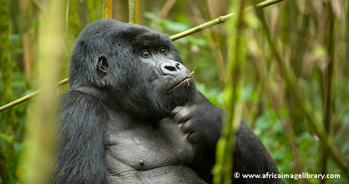 A gorilla in Rwanda by by Ariadne Van Zandbergen, Africa Image Library