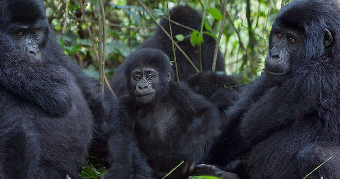 Mountain gorillas Virunga National Park Congo byPhotodynamic, Shutterstock