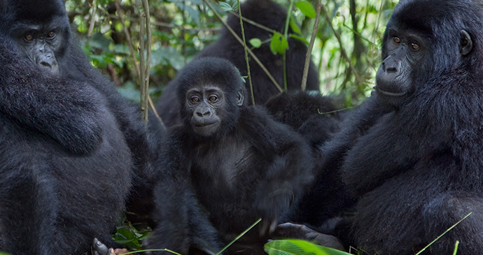 Gorillas in Rwanda by Photodynamic, Shutterstock