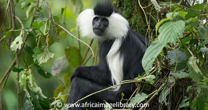 Rwenzori colobus Nyungwe National Park Rwanda by Ariadne Van Zandbergen 