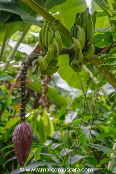 Banana tree near Porto Real, São Tomé & Príncipe, Africa by Marco Muscarà, www.marcomuscara.com