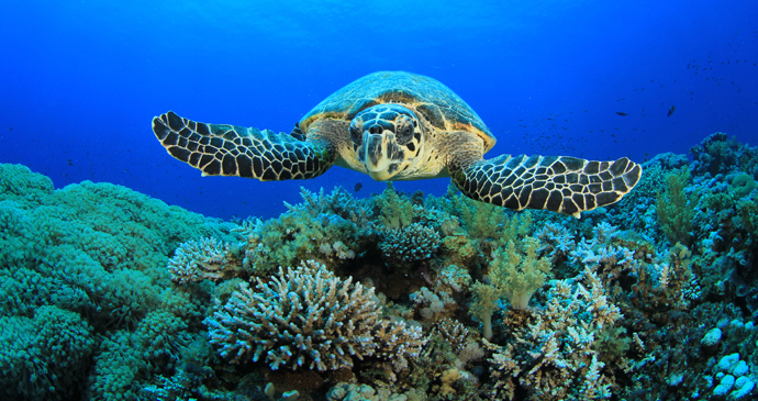 Hawksbill turtle in São Tomé and Príncipe by Rich Carey, Shutterstock