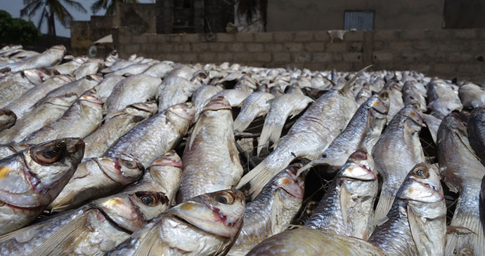 Fish, Senegal by Sean Connolly 