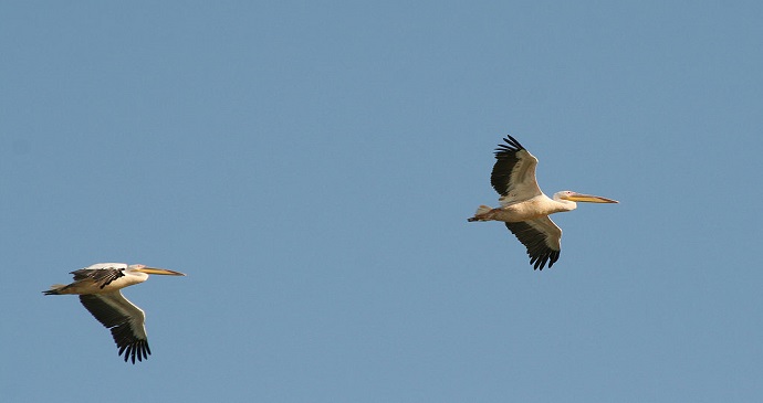 Pelicans Parc National des Oiseaux de Djoudj Senegal by Remi Jouan wikimedia Commonsq