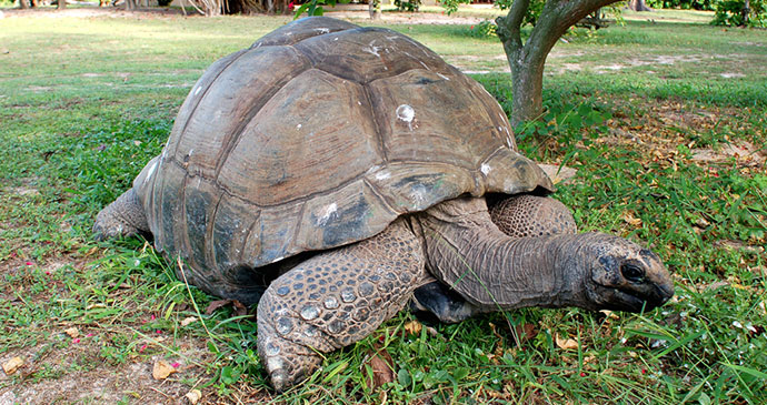 Giant tortoise Aldabra Seychelles by Gerard Larose Seychelles Tourism Board