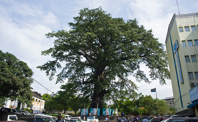 Cotton Tree Freetown Sierra Leone by the National Tourist Board of Sierra Leone