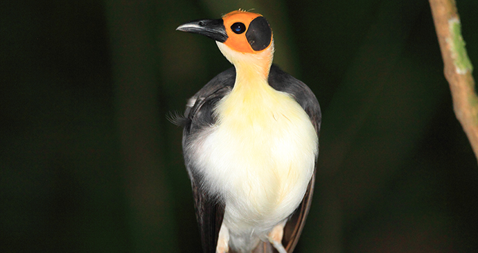 White-necked picathartes in Sierra Leone by feathercollector, Shutterstock