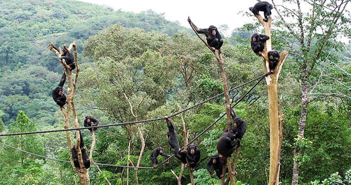 Chimpanzees at Tacugama Chimpanzee Sanctuary Sierra Leone by Tacugama Chimpanzee Sanctuary