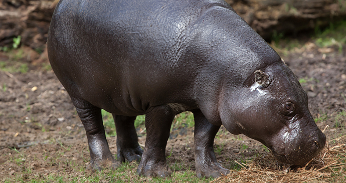 Pygmy hippo Sierra Leone by Vladimir Wrangel, Shutterstock