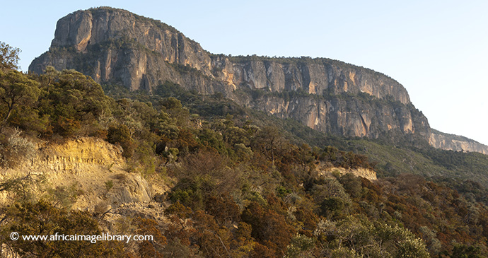 Daallo Forest Somaliland by Ariadne Van Zandbergen Africa Image Library