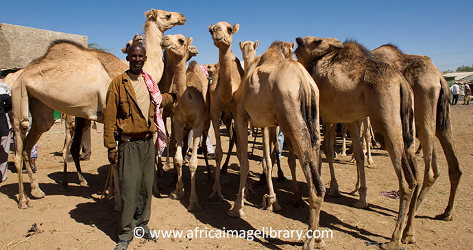 Camel market Hargeisa Somaliland Ethiopia by Africa Image Library