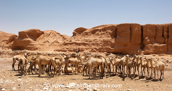 Camels Somaliland by Africa Image Library