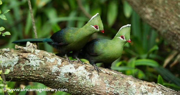 Knysna turacos South Africa by Ariadne Van Zandbergen