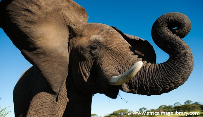 Elephant Kruger National Park South Africa by Ariadne Van Zandbergen