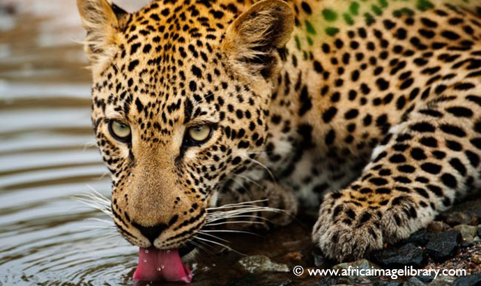 Leopard Kruger National Park South Africa by Ariadne Van Zandbergen