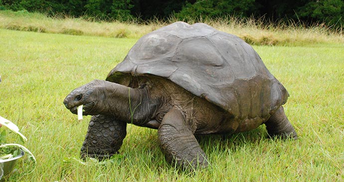 Jonathan, world's oldest animal St Helena by Tricia Hayne