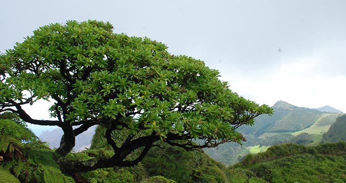 Peaks National Park St Helena by Tricia Hayne