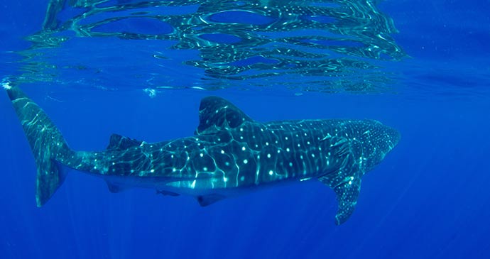 Whale shark St Helena EMD