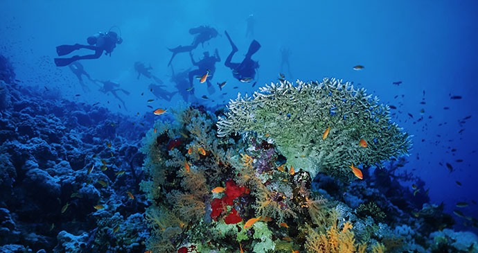 divers staghorn coral red sea sudan by angelo glampiccolo shutterstock