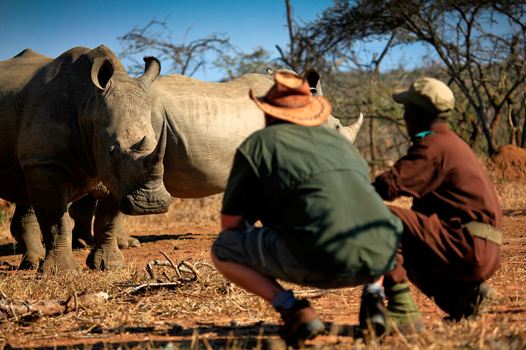 Rhino Mkhaya Game Reserve Swaziland by © Courtesy of Swaziland Tourist Board, greatest wildlife encounters 