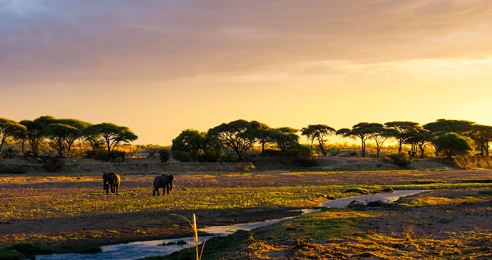 Elephants, Ruaha National Park, Tanzania by Brian Harries, Wikimedia Commons