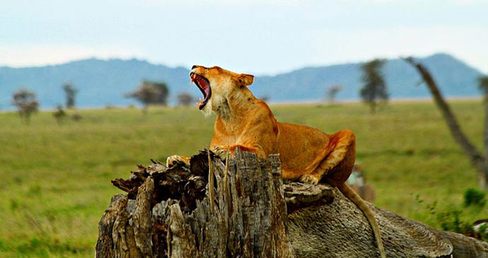 Lion Serengeti Tanzania by SajjadF