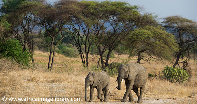 African elephants Ruaha National Park Tanzania by Ariadne Van Zandbergen, Africa Image Library